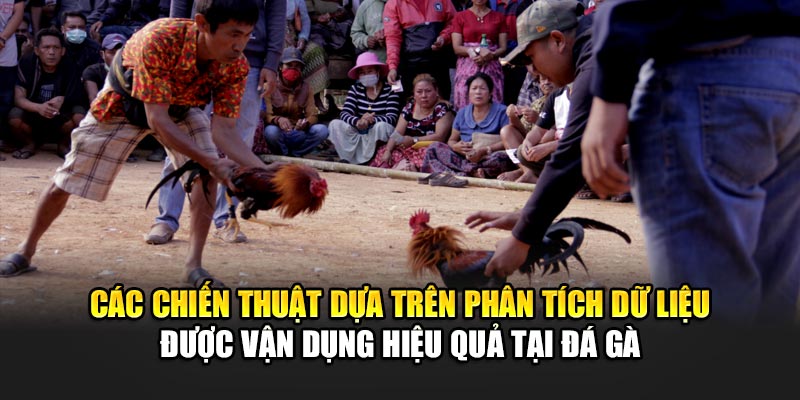 Các chiến thuật dựa trên phân tích dữ liệu được vận dụng hiệu quả tại đá gà