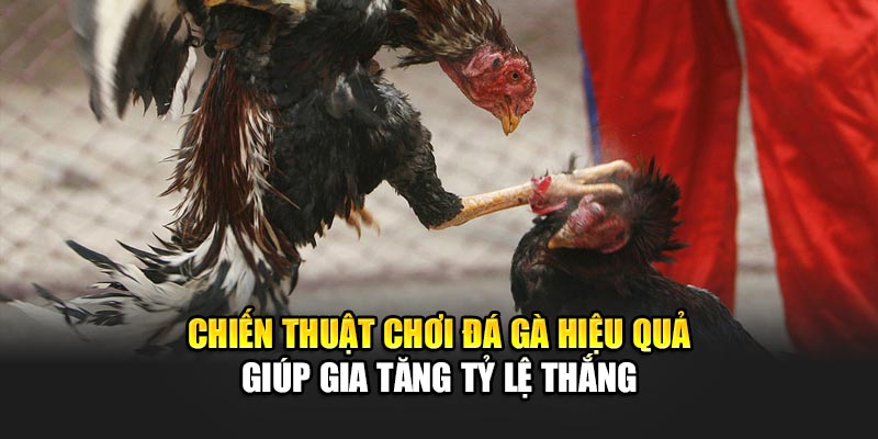 chien-thuat-choi-da-ga-hieu-qua-giup-gia-tang-ty-le-thang