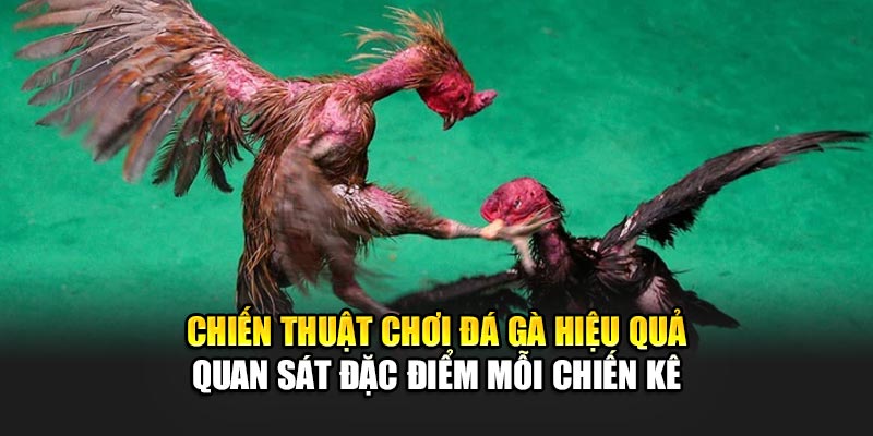 Chiến thuật chơi đá gà hiệu quả quan sát đặc điểm mỗi chiến kê