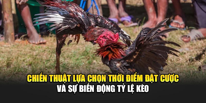 Chiến thuật lựa chọn thời điểm đặt cược và sự biến động tỷ lệ kèo