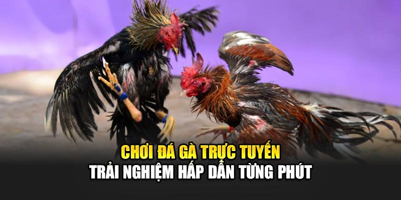 choi-da-ga-truc-tuyen-–-trai-nghiem-hap-dan-tung-phut