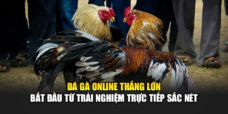 Đá gà online thắng lớn bắt đầu từ trải nghiệm trực tiếp sắc nét