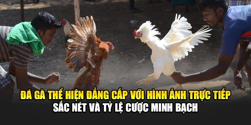 Đá gà thể hiện đẳng cấp với hình ảnh trực tiếp sắc nét và tỷ lệ cược minh bạch