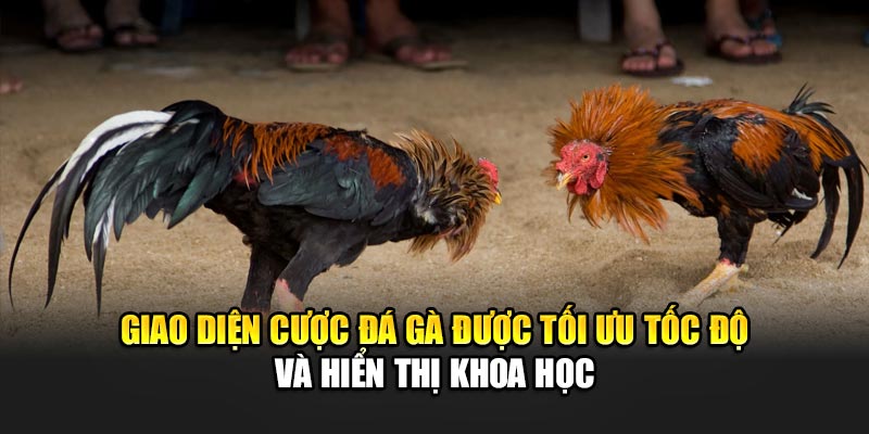 Giao diện cược đá gà được tối ưu tốc độ và hiển thị khoa học