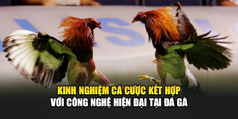 Kinh nghiệm cá cược kết hợp với công nghệ hiện đại tại đá gà