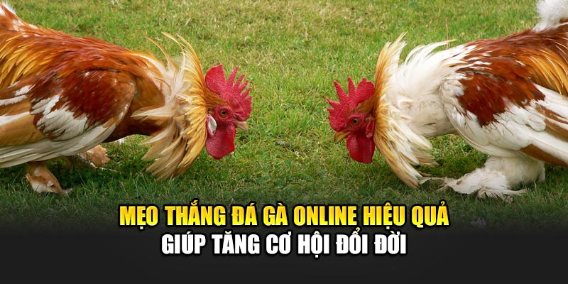 meo-thang-da-ga-online-hieu-qua-giup-tang-co-hoi-doi-doi