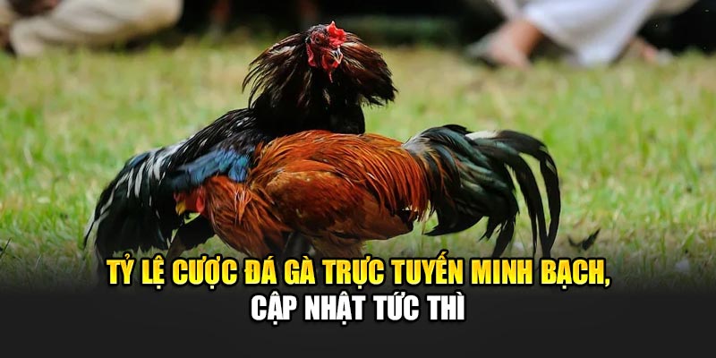 Tỷ lệ cược đá gà trực tuyến minh bạch, cập nhật tức thì